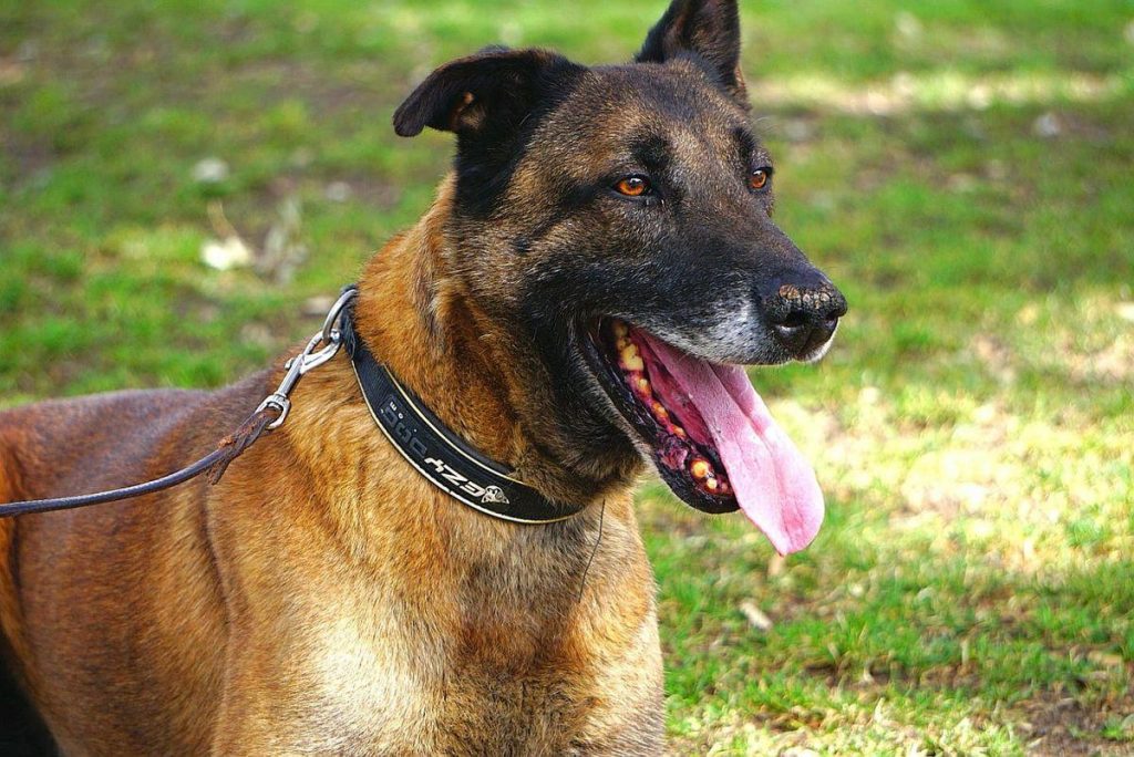 Krum perro en adopción