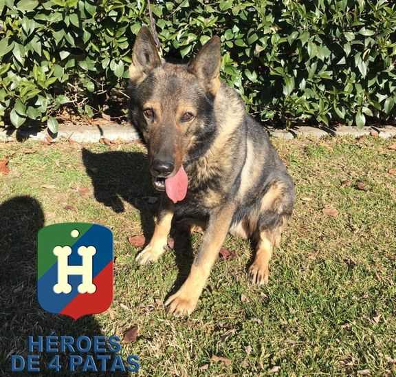 Arco perro en adopción