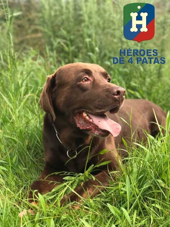 dark adopción perro héroe