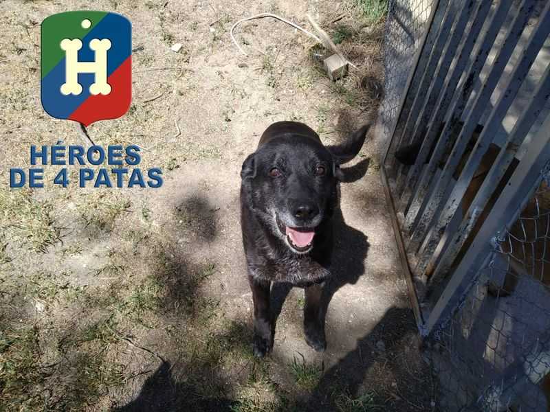 Kira perro en adopción