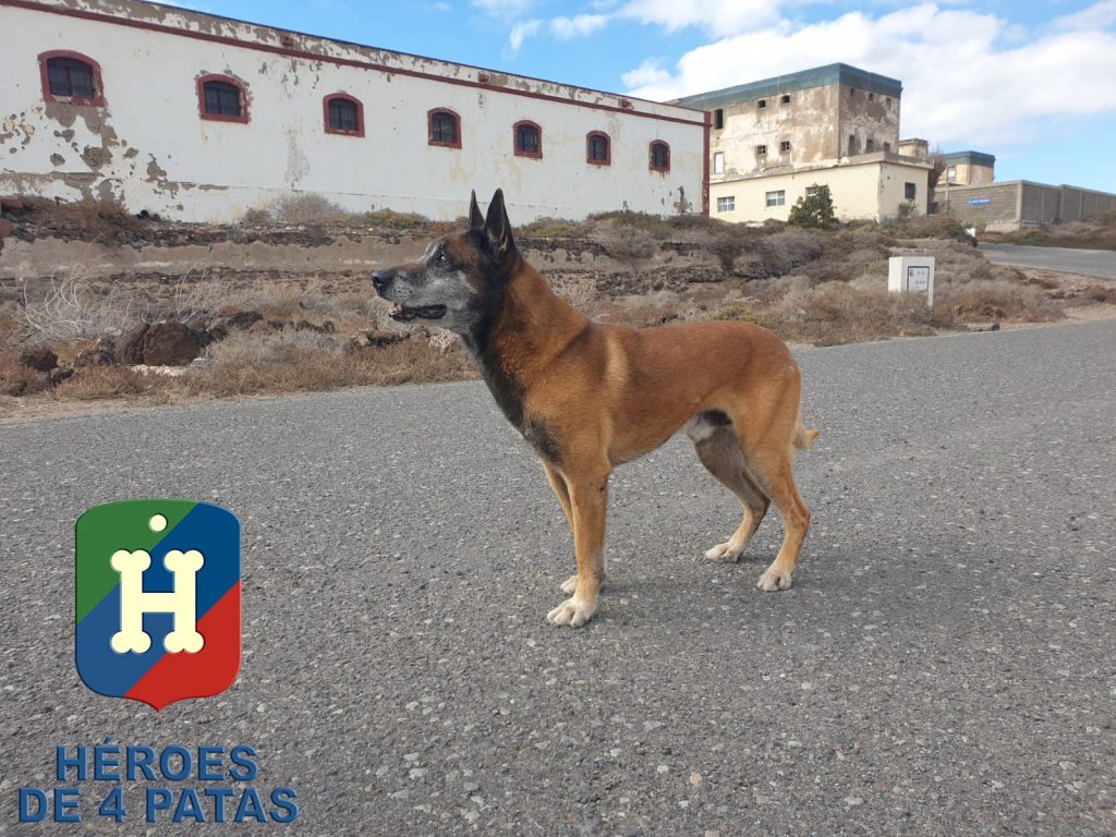 perro guía de las fuerzas armadas