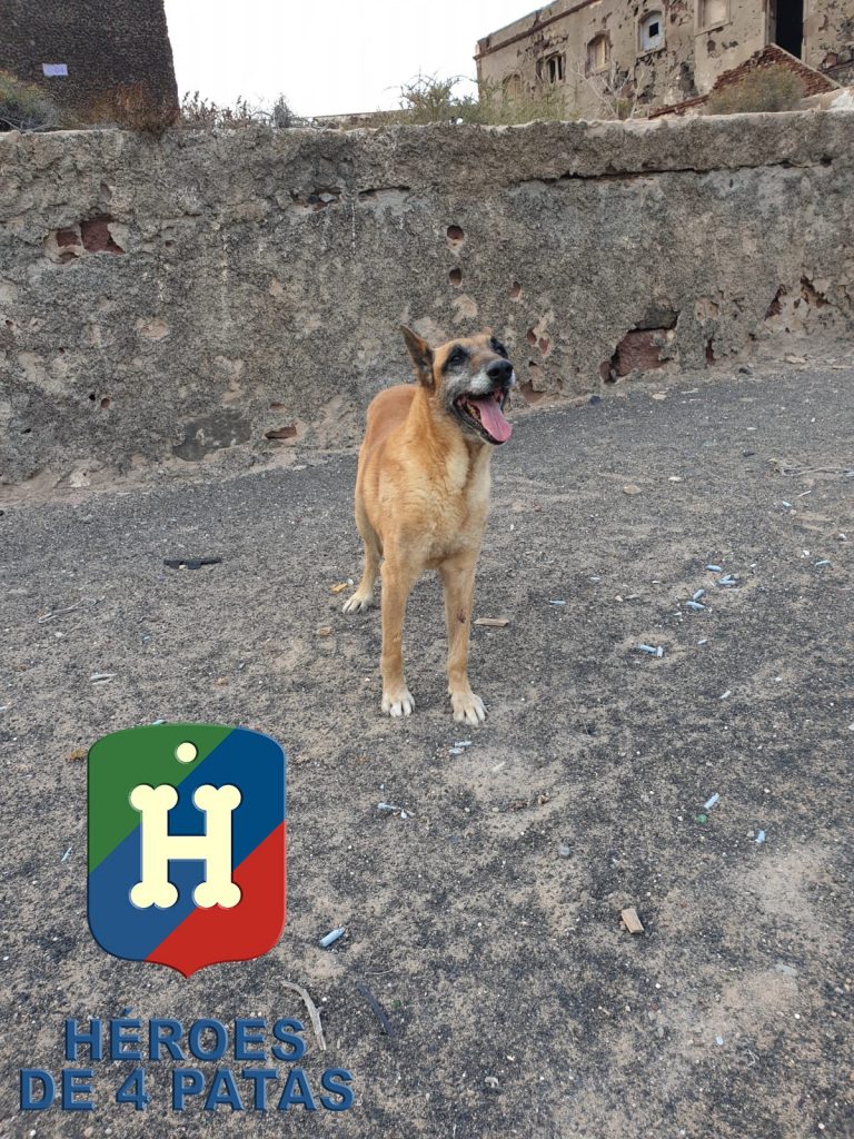 perro fuerzas armadas héroe de 4 patas