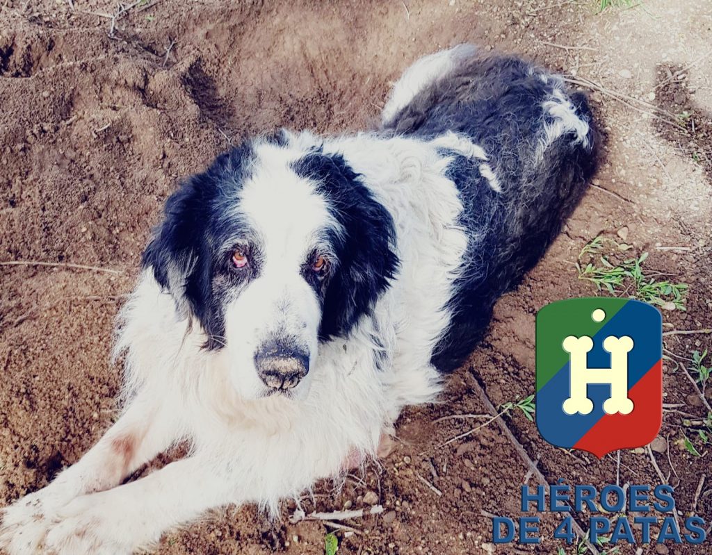 Busa, Mastín del Pirineo