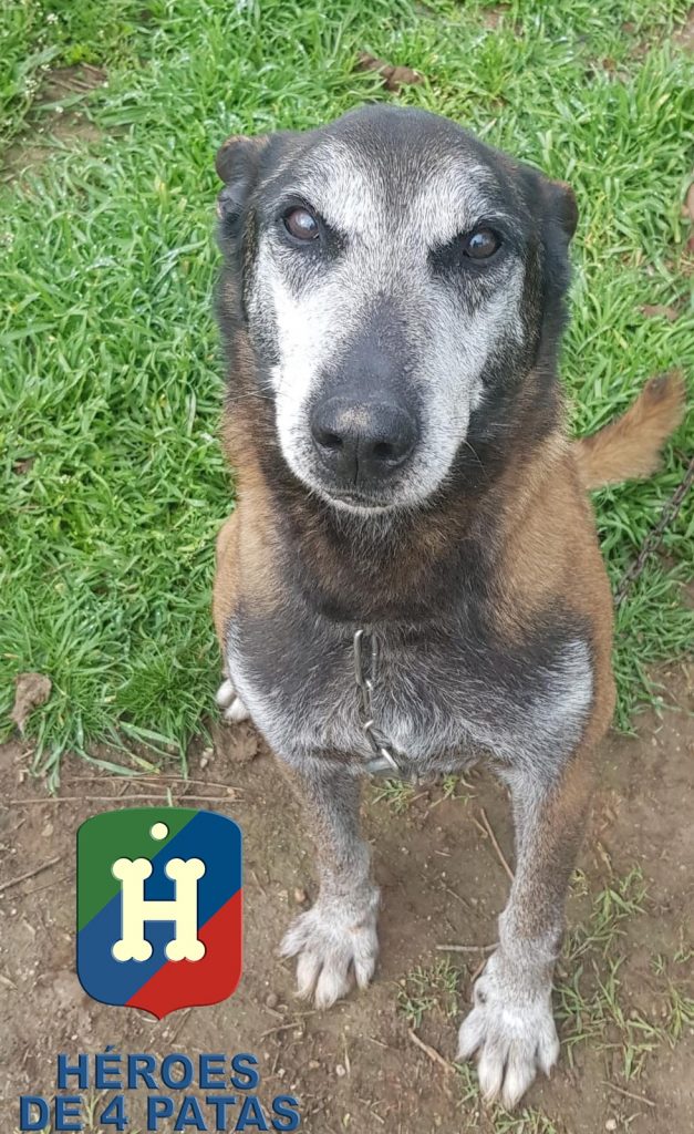 Tyson, Pastor Belga Malinois