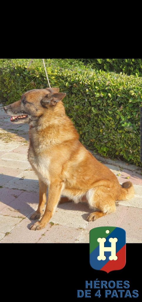 Blecky. Pastor Belga Malinois