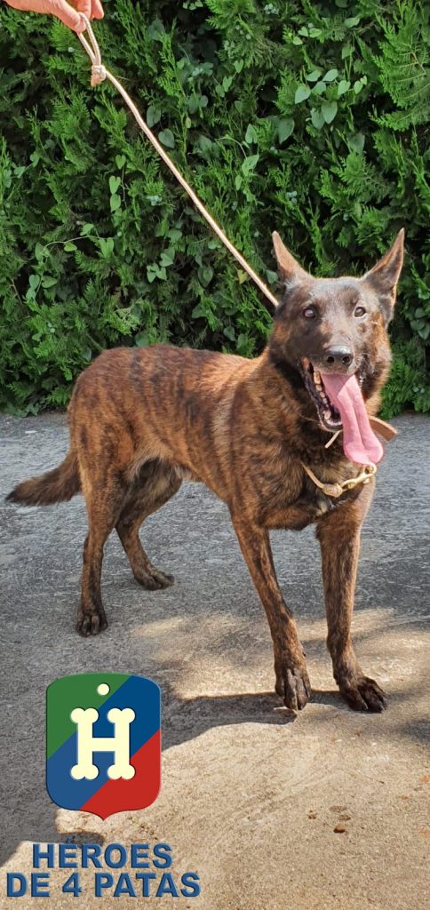 Benzy, Pastor Holandés