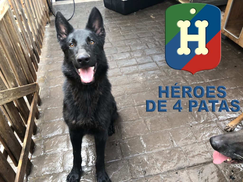 Lobo, Pastor Alemán