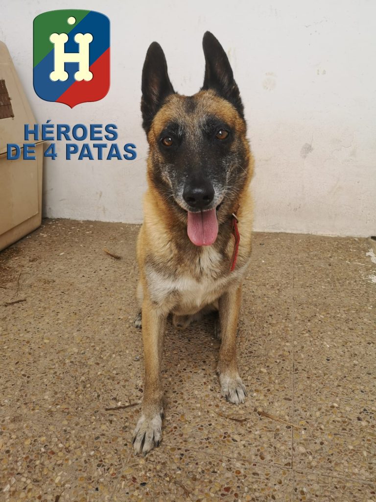 Titán, Pastor Belga Malinois