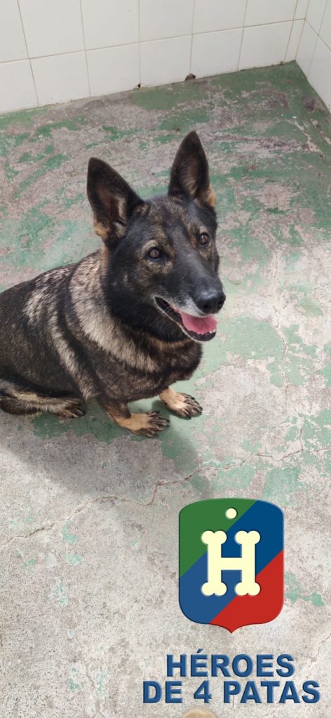 Nica, Pastor Alemán