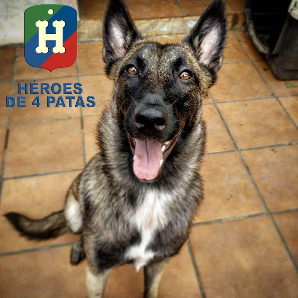 Magma, pastor Belga Malinois