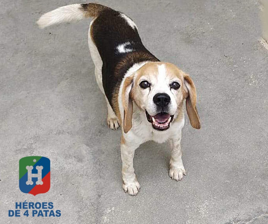 Tanque, Beagle de 12 años