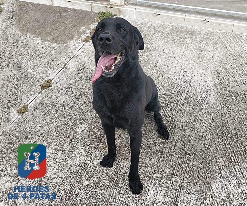 Edo, Labrador de 8 años