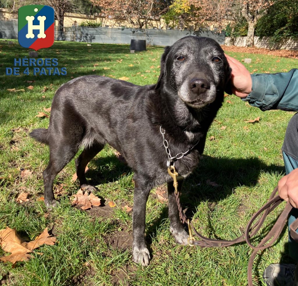 Patri, Labrador de 12 años
