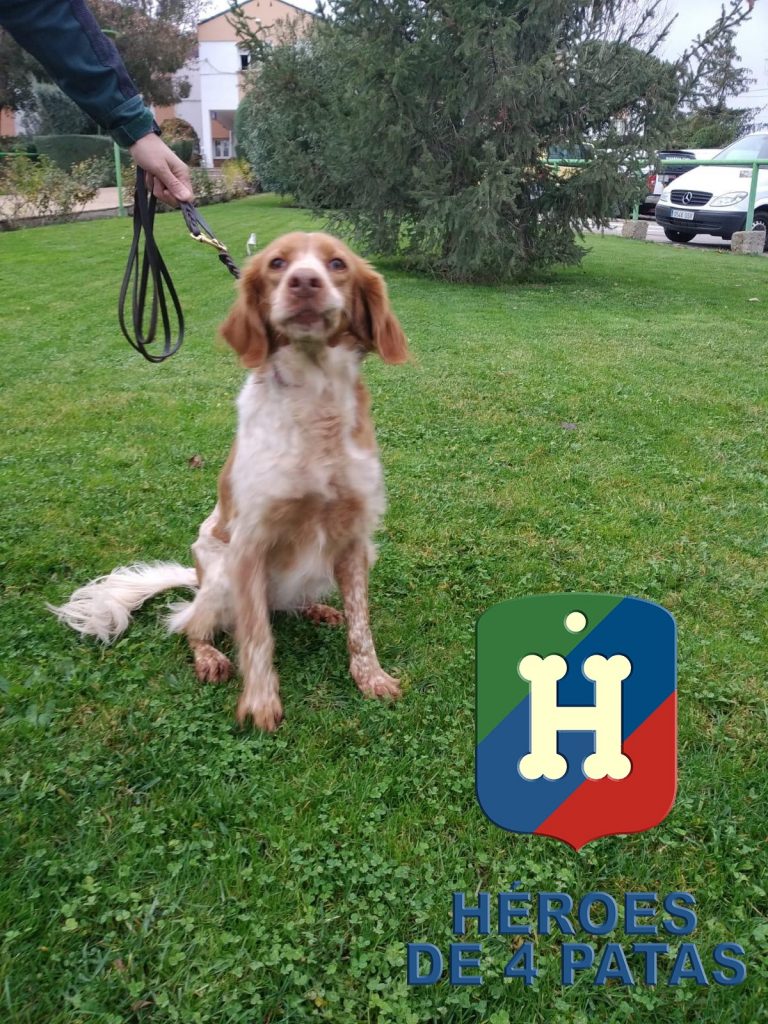 Sacha, Bretón de 10 años