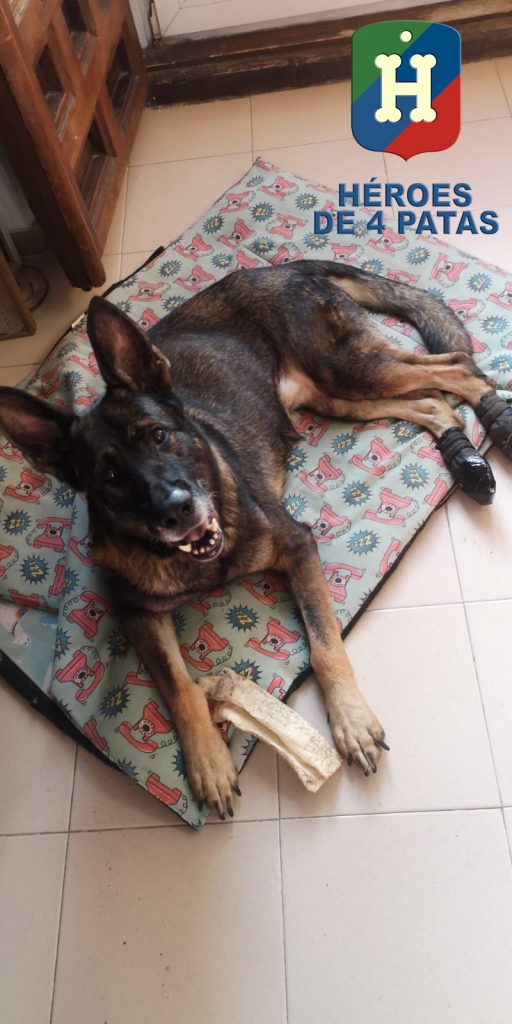 Bumby, Pastor Alemán