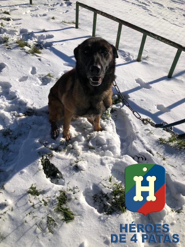 Nibor, Pastor Belga Malinois