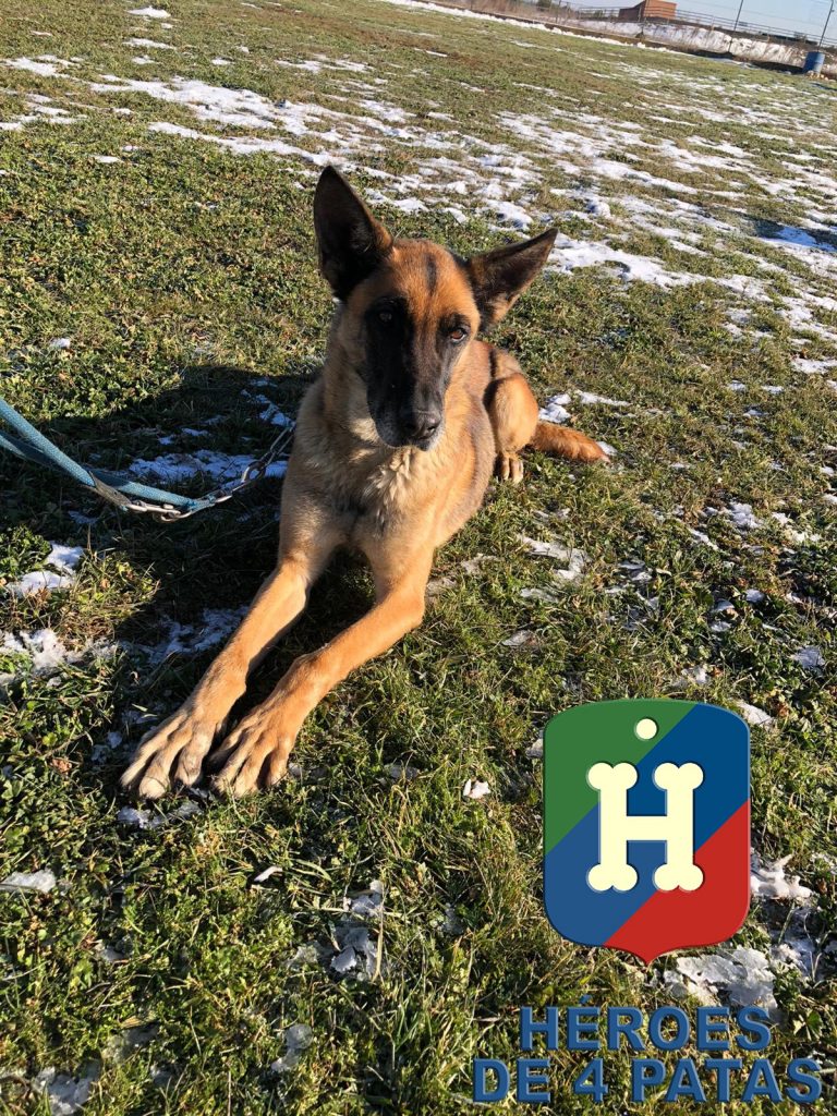 Morla, Pastor Belga Malinois