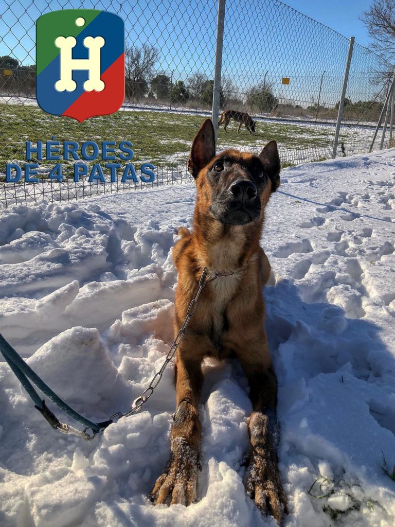 Osiris, Pastor Belga Malinois