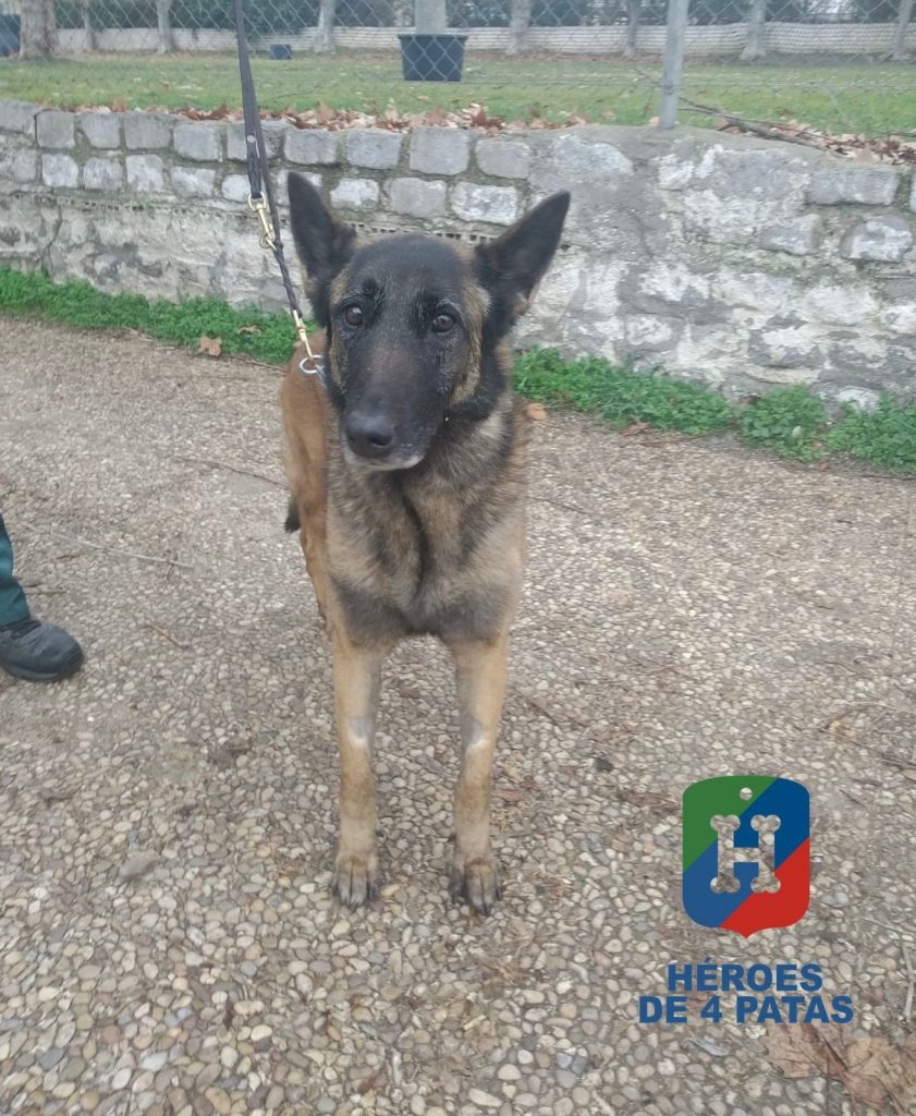 Neida, Pastor Belga Malinois