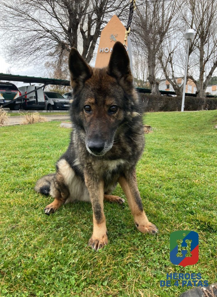 Bandor, Pastor Alemán