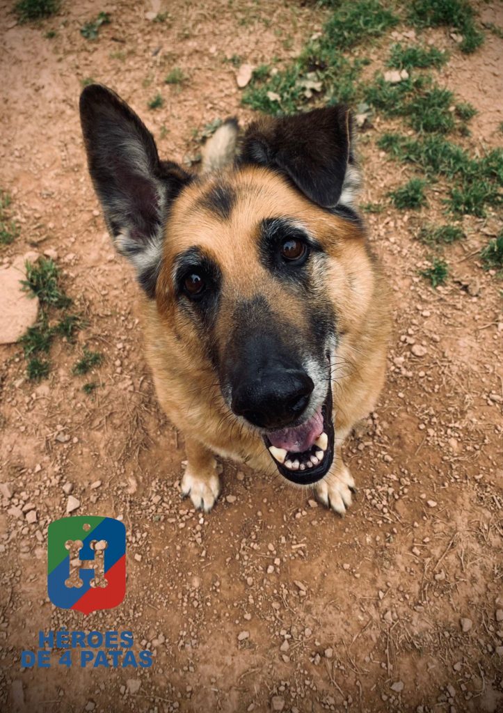 Nora, Pastor Alemán