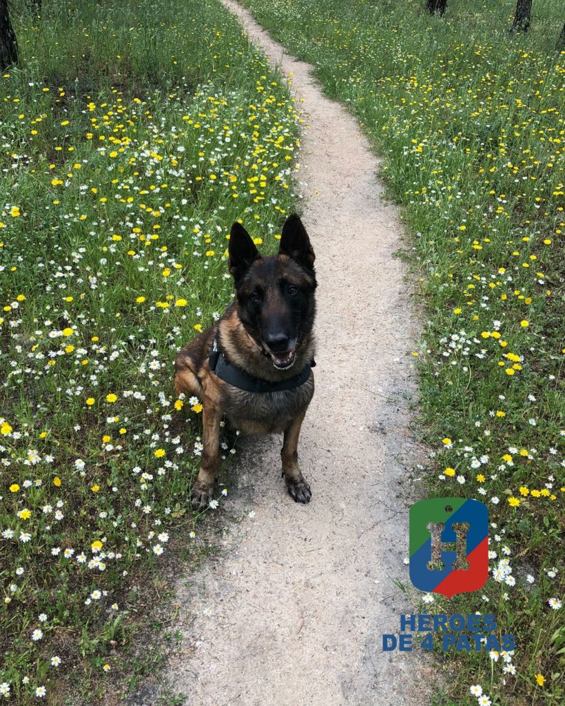 Suko, Pastor Belga Malinois