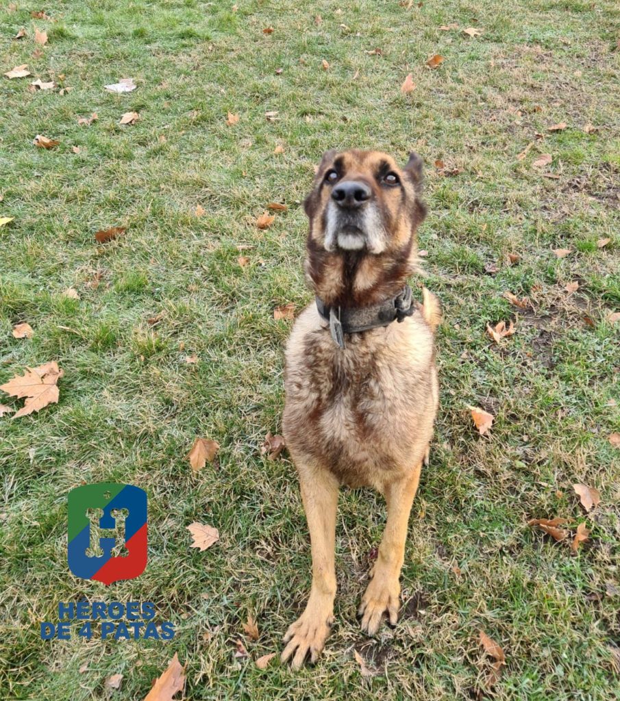 Ali, Pastor Belga Malinois