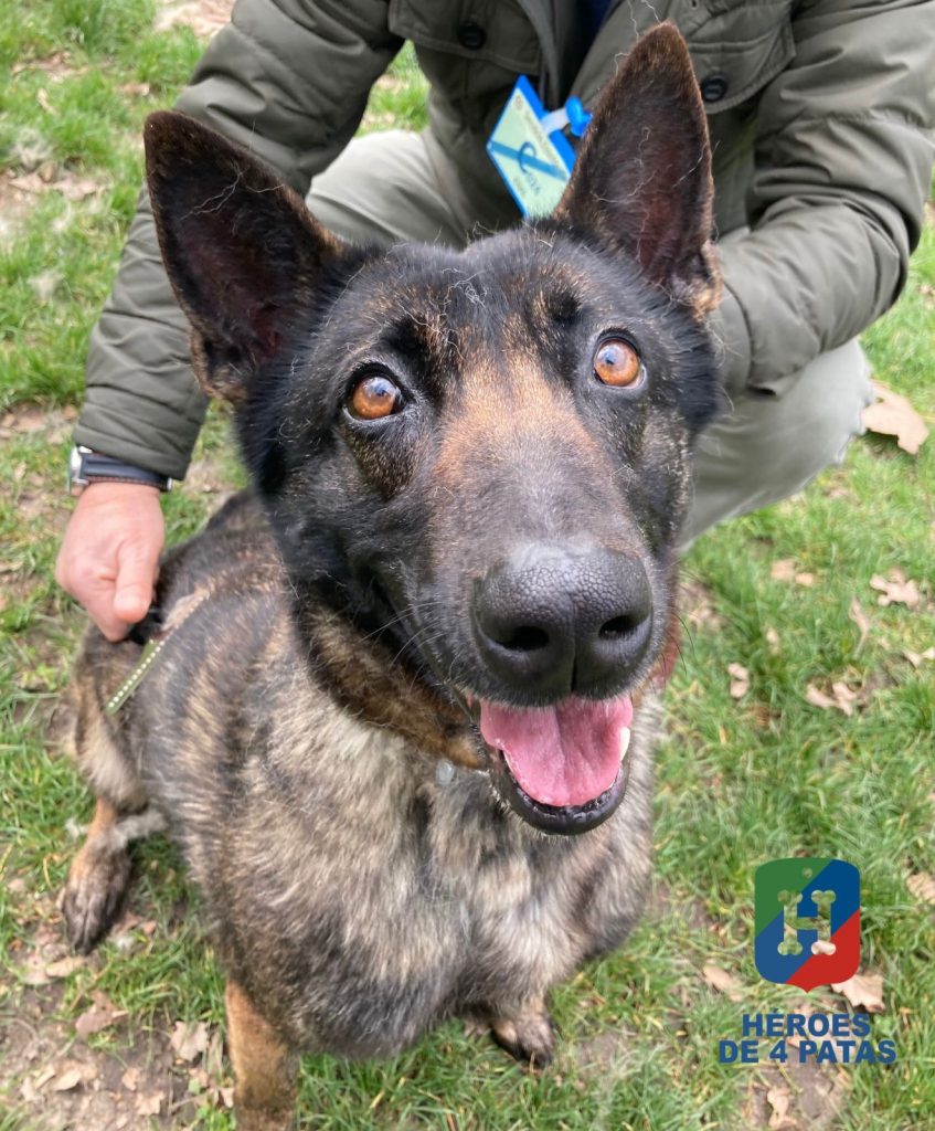 Koka, Pastor Belga Malinois