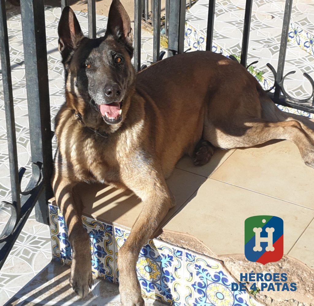 Mai, Pastor Belga Malinois