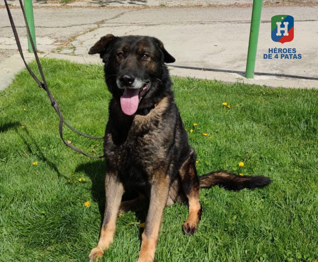 Tamor, Pastor Alemán