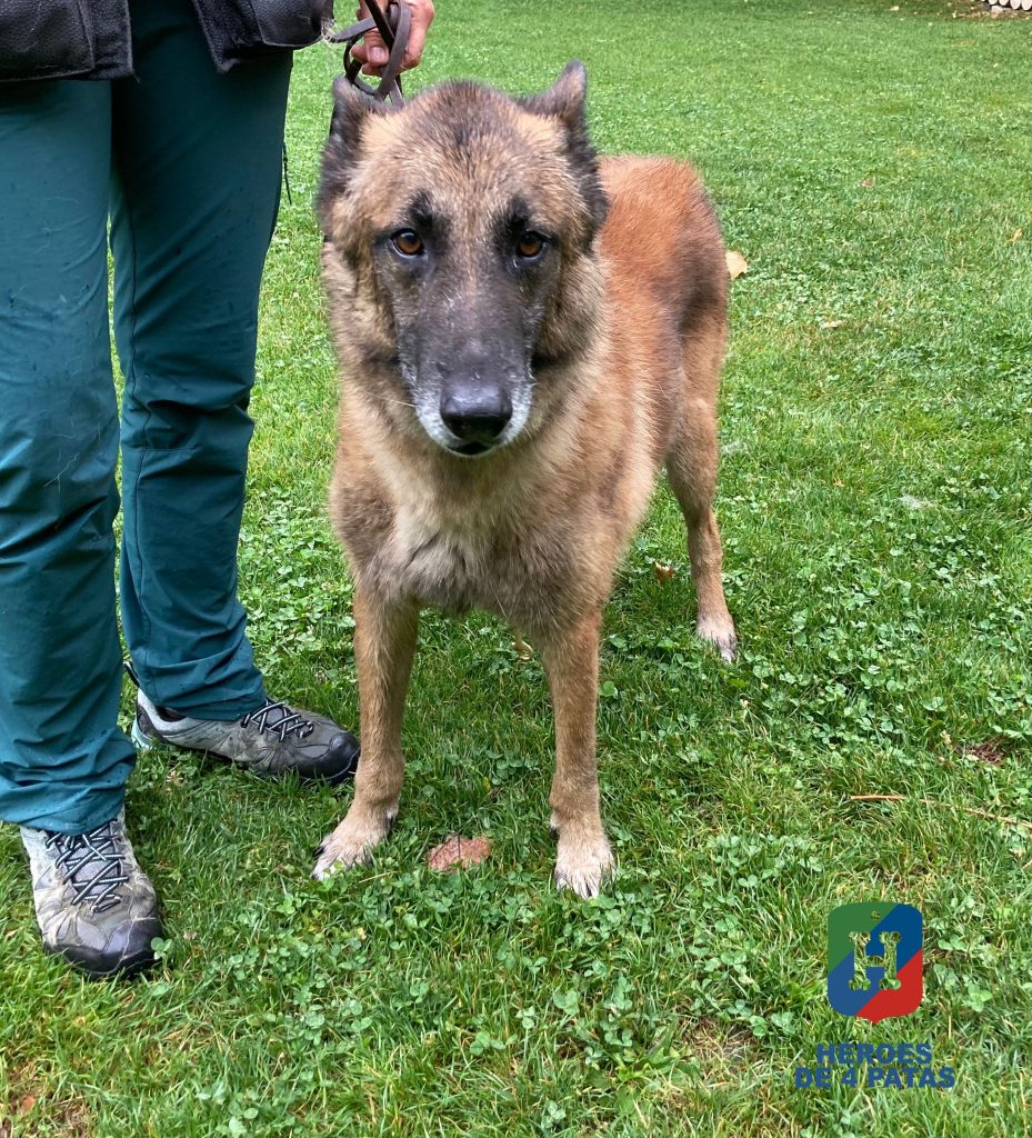 Jilton, Pastor Belga Malinois