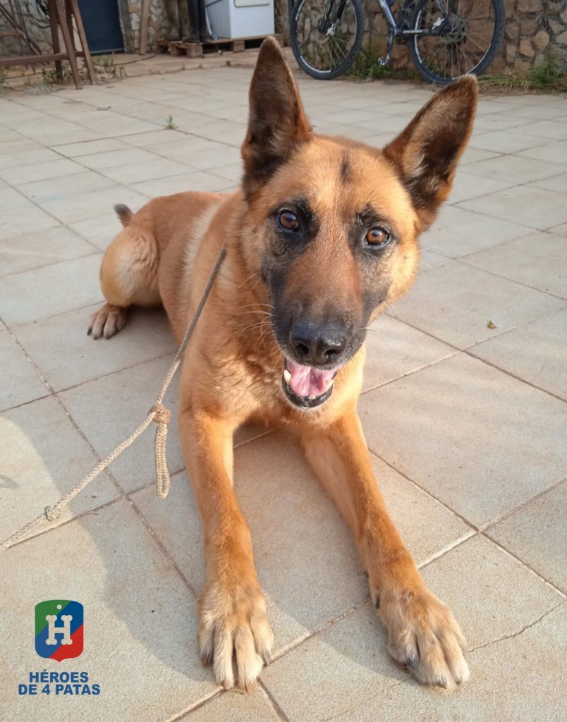 Orly, Pastor Alemán