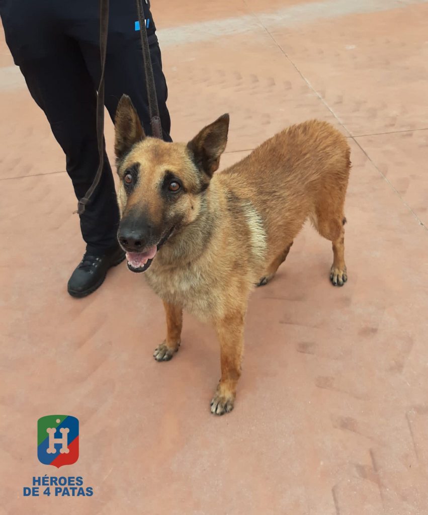 Neo, Pastor Belga Malinois