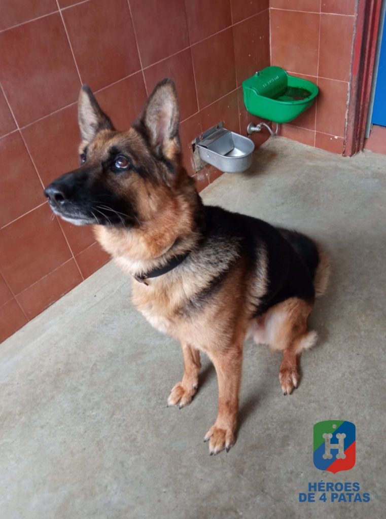 Argos, Pastor Alemán