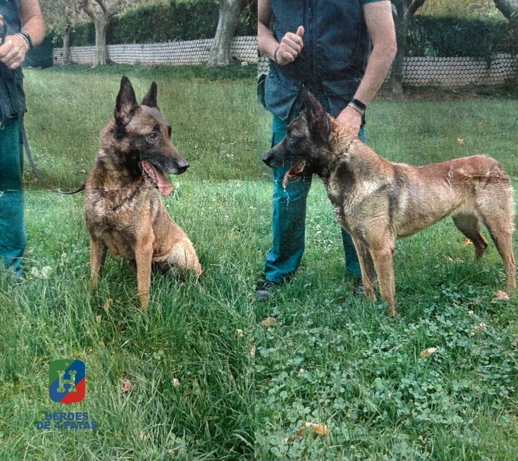 Jaquesa, Pastor Belga Malinois