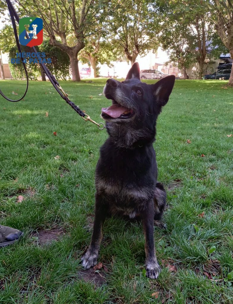 Queen, Pastor Alemán