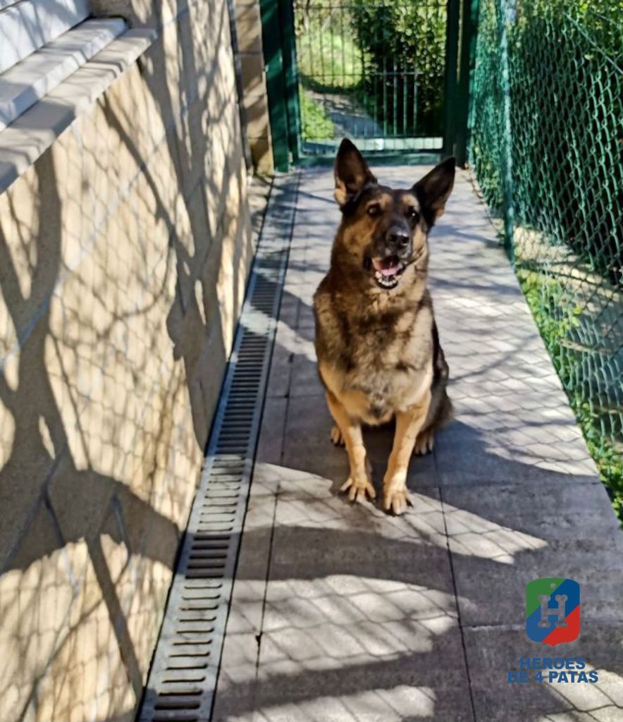 Dina, Pastor Alemán