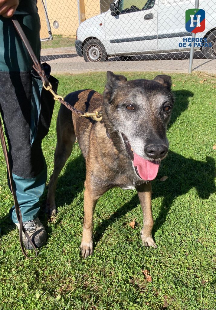 Karla, Pastor Belga Malinois