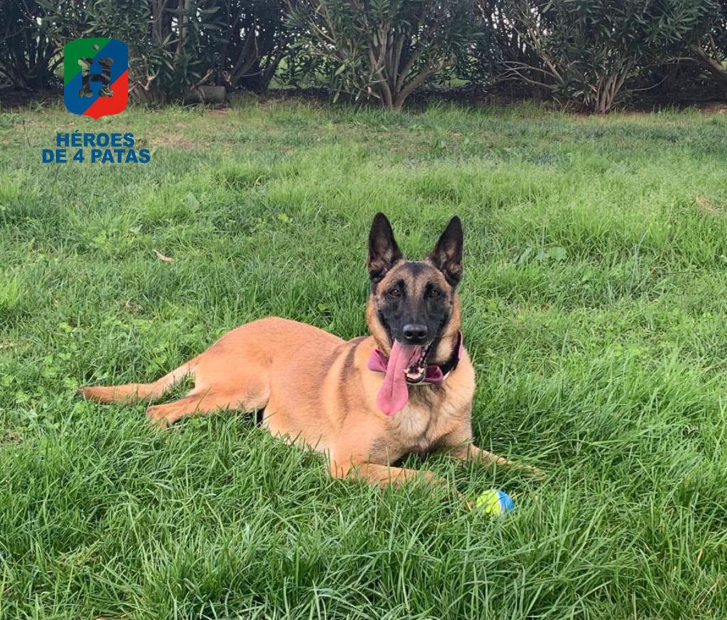 Sira, Pastor Belga Malinois