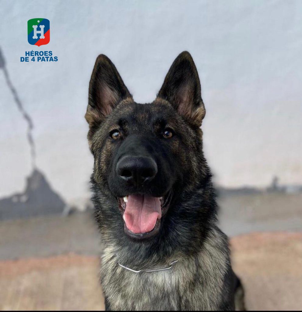 Lezo, Pastor Alemán