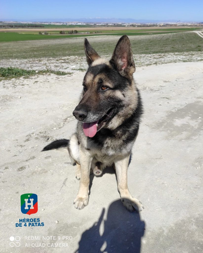 Kevin, Pastor Alemán