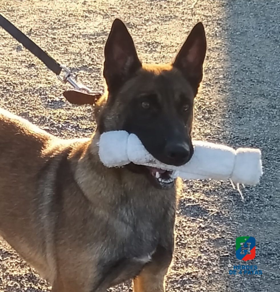 Uganda, Pastor Belga Malinois