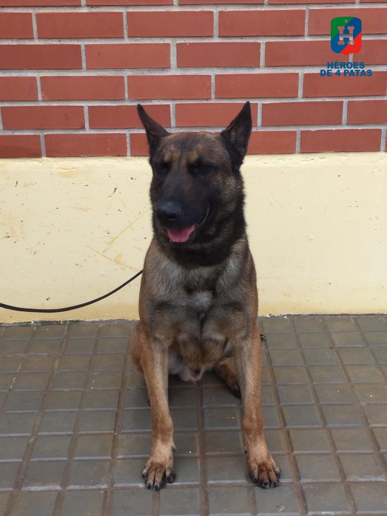 Sello, Pastor Belga Malinois