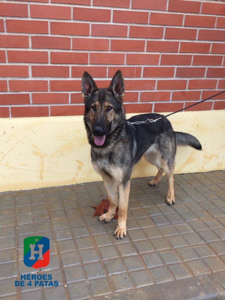 Usba, Pastor Alemán