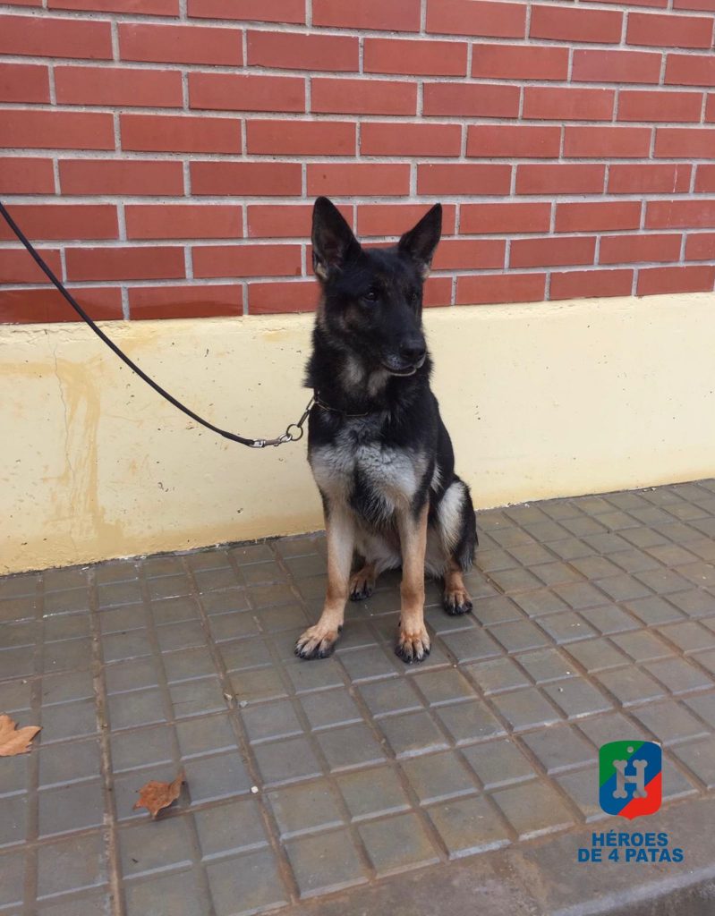 Linda, Pastor Alemán