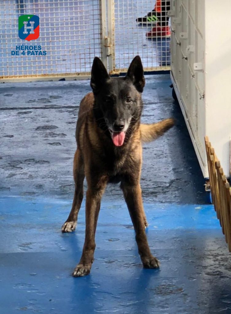 Atim, Pastor Belga Malinois