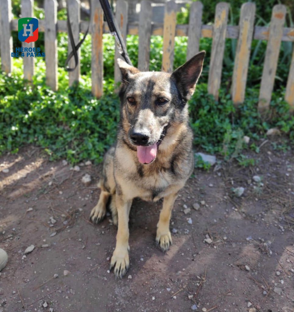 Jana, Pastor Alemán