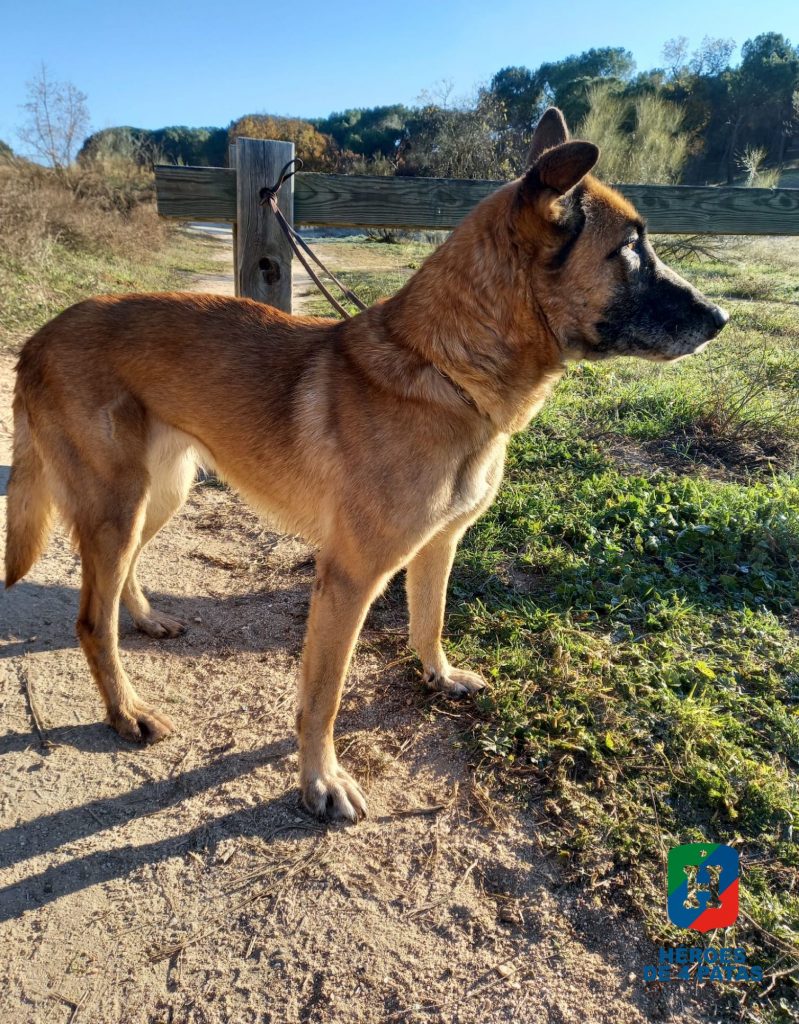 Lyo, Pastor Belga Malinois