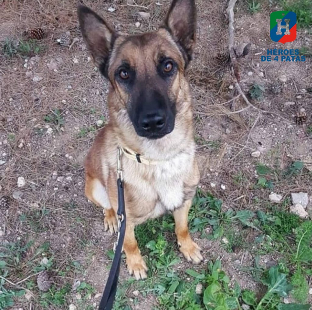 Rambo, Pastor Belga Malinois