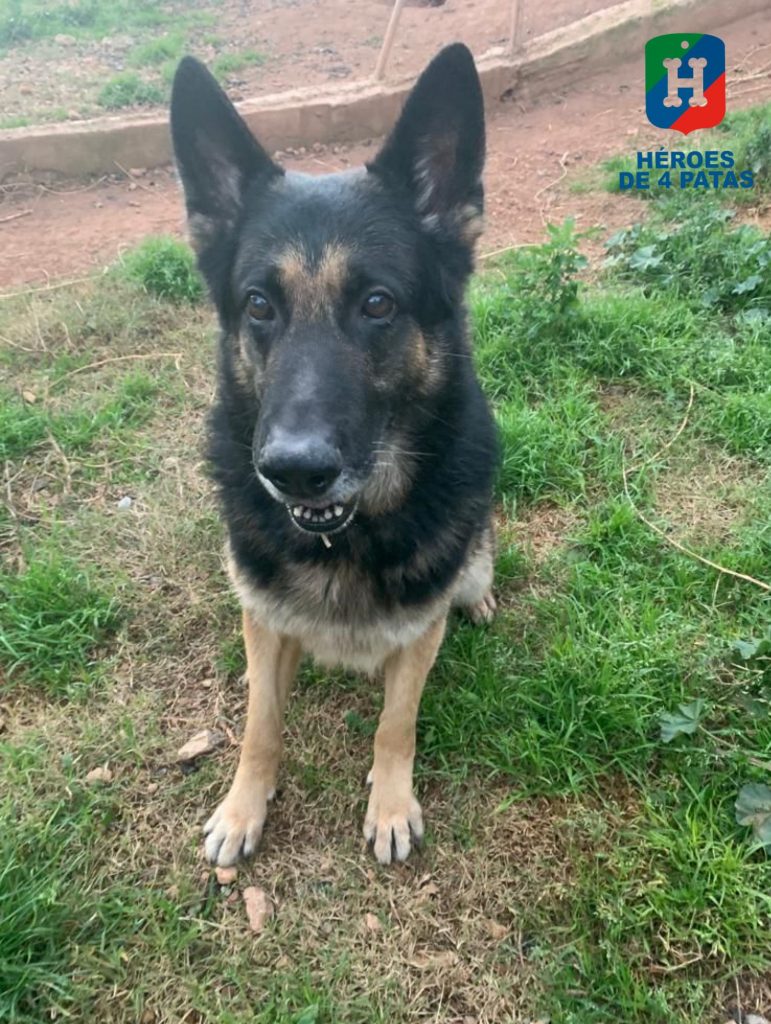 George, Pastor Alemán